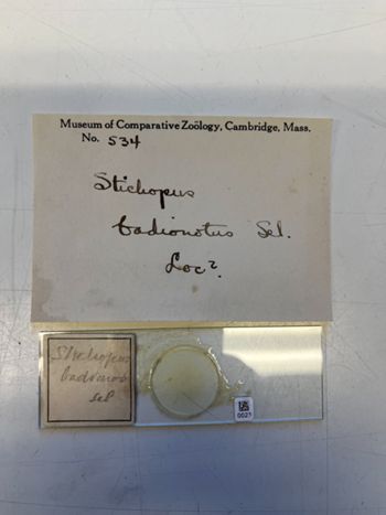 Media type: image;   Invertebrate Zoology HOL-534 Description: Photograph of microscope slide and handwritten label.;  Aspect: slide